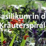 Wo pflanze ich Basilikum in der Kräuterspirale?