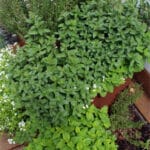 Natürliches Design: Die ästhetische Anziehungskraft von Kräuterspiralen! Krauterspirale-Design